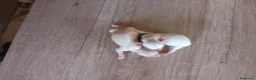 Raza Mixta perros en venta: Cachorros de crestepoo, no sueltan pelo  - Anuncio 2