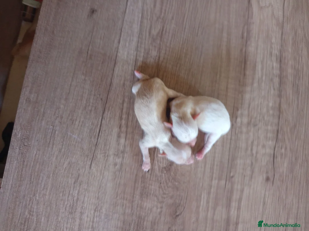 Raza Mixta perros en venta: Cachorros de crestepoo, no sueltan pelo  - Anuncio 2