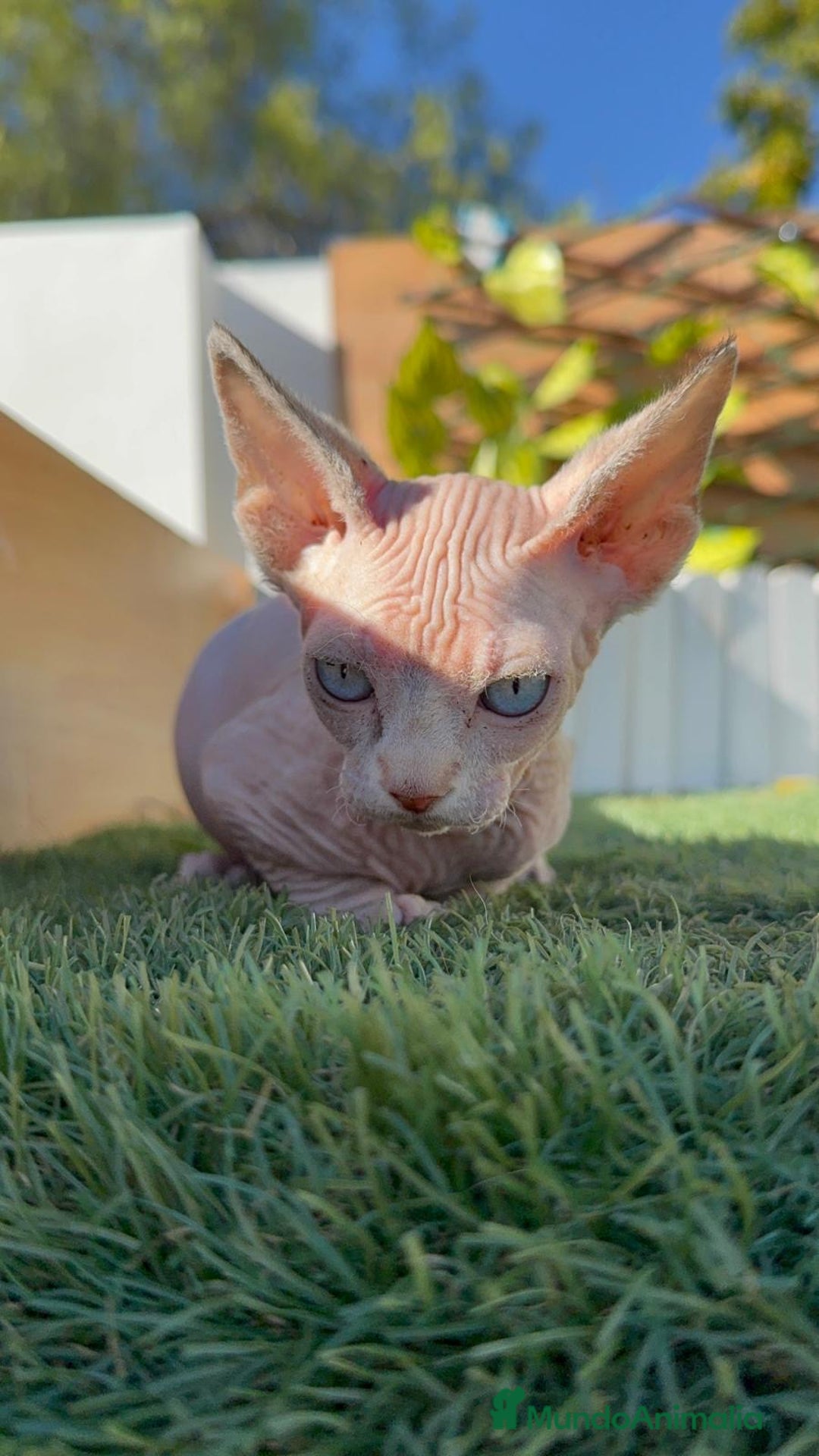 Sphynx gatos en venta: GATITAS SPHYNX - Anuncio 1