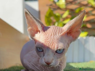 Sphynx gatos GATITAS SPHYNX - Anuncio 1