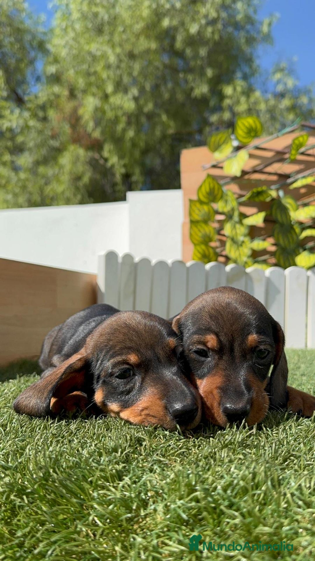 Teckel Miniatura perros en venta: TECKEL MINIATURA MACHO - Imagen 10