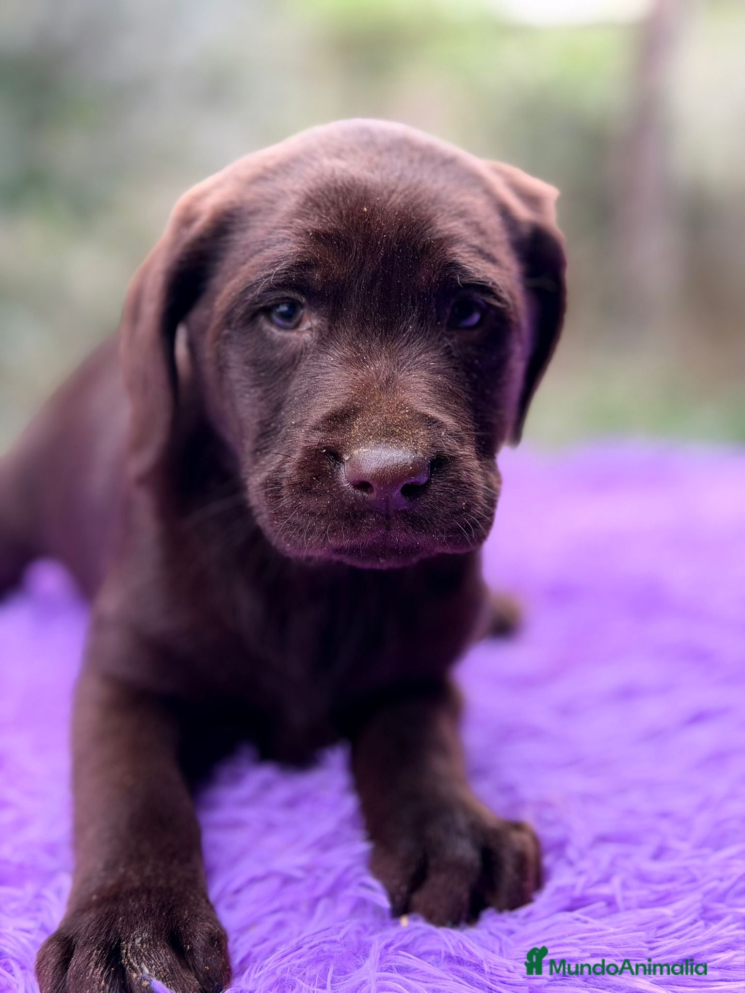 Labrador Retriever perros Labrador chocolate  - Anuncio 2