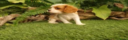 Cavalier King Charles Spaniel perros en venta: Cachorros de cavelier King charles - Anuncio 4