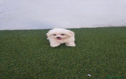 Bichón Maltés perros en venta: Bichon maltés toy - Imagen 2