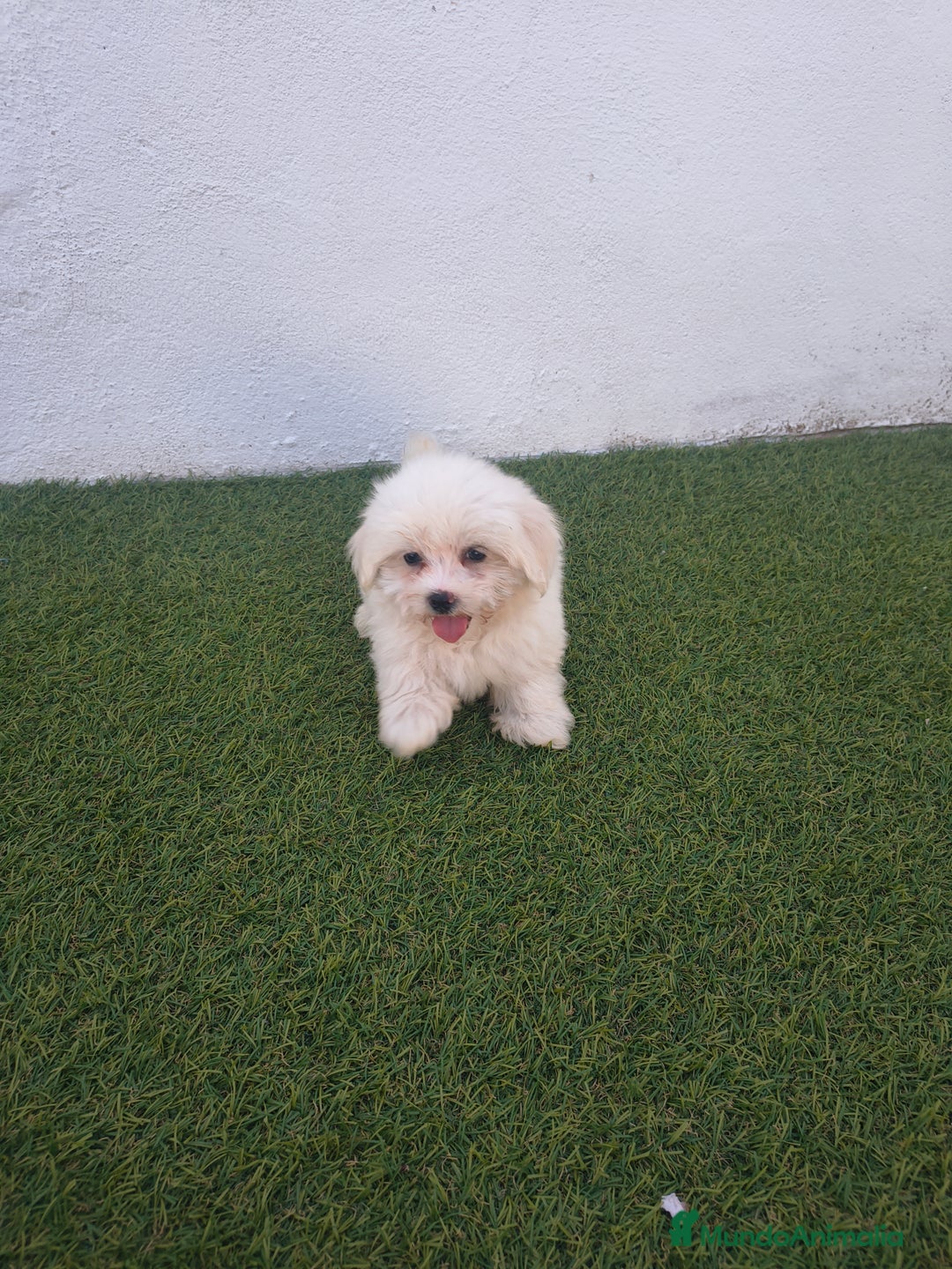 Bichón Maltés perros en venta: Bichon maltés toy - Imagen 2