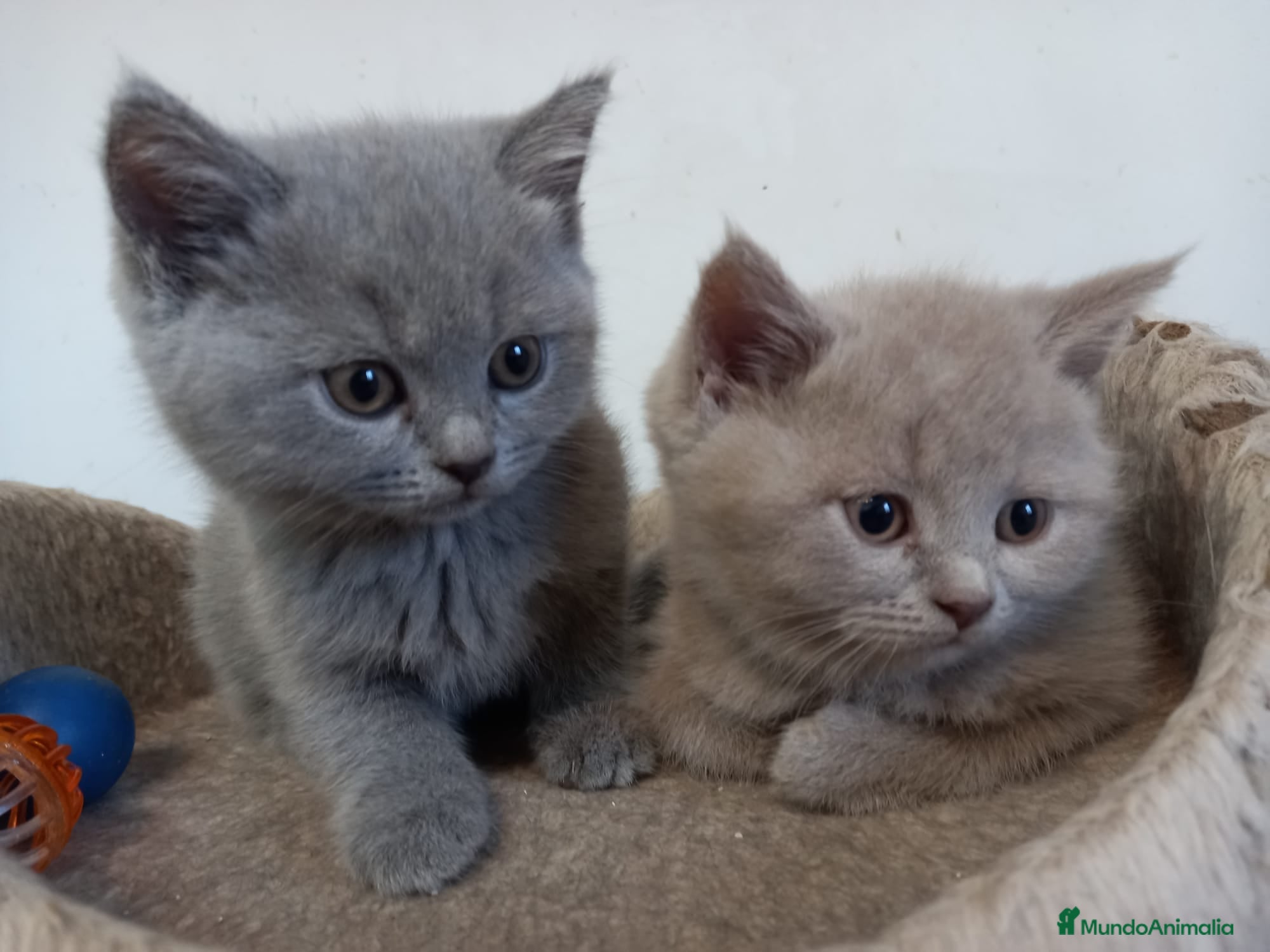 Británico de Pelo Corto gatos en venta: British shorthair  - Anuncio 4