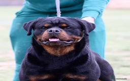Rottweiler perros en venta: Rottweiler - Imagen 2