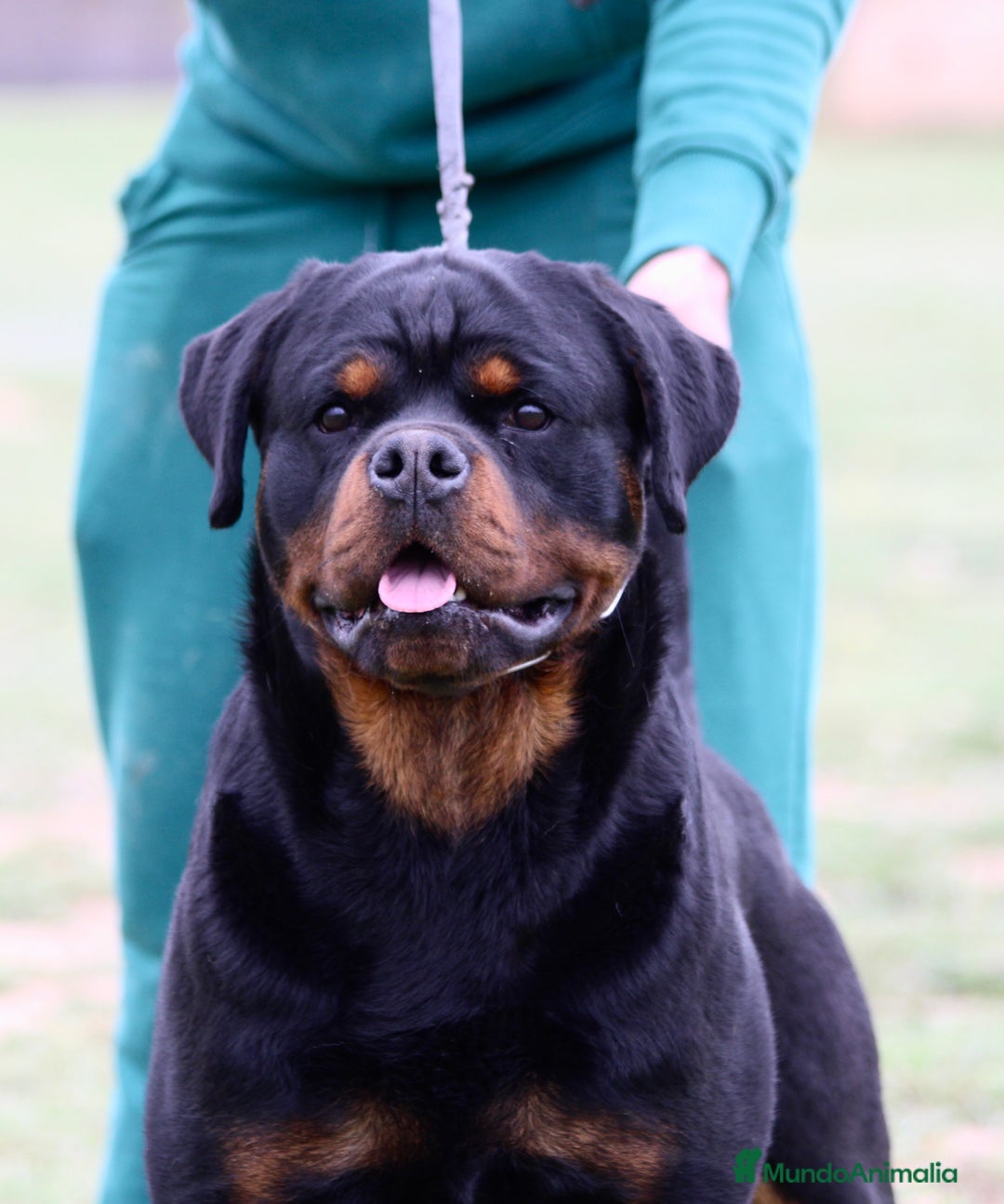 Rottweiler perros en venta: Rottweiler - Imagen 2