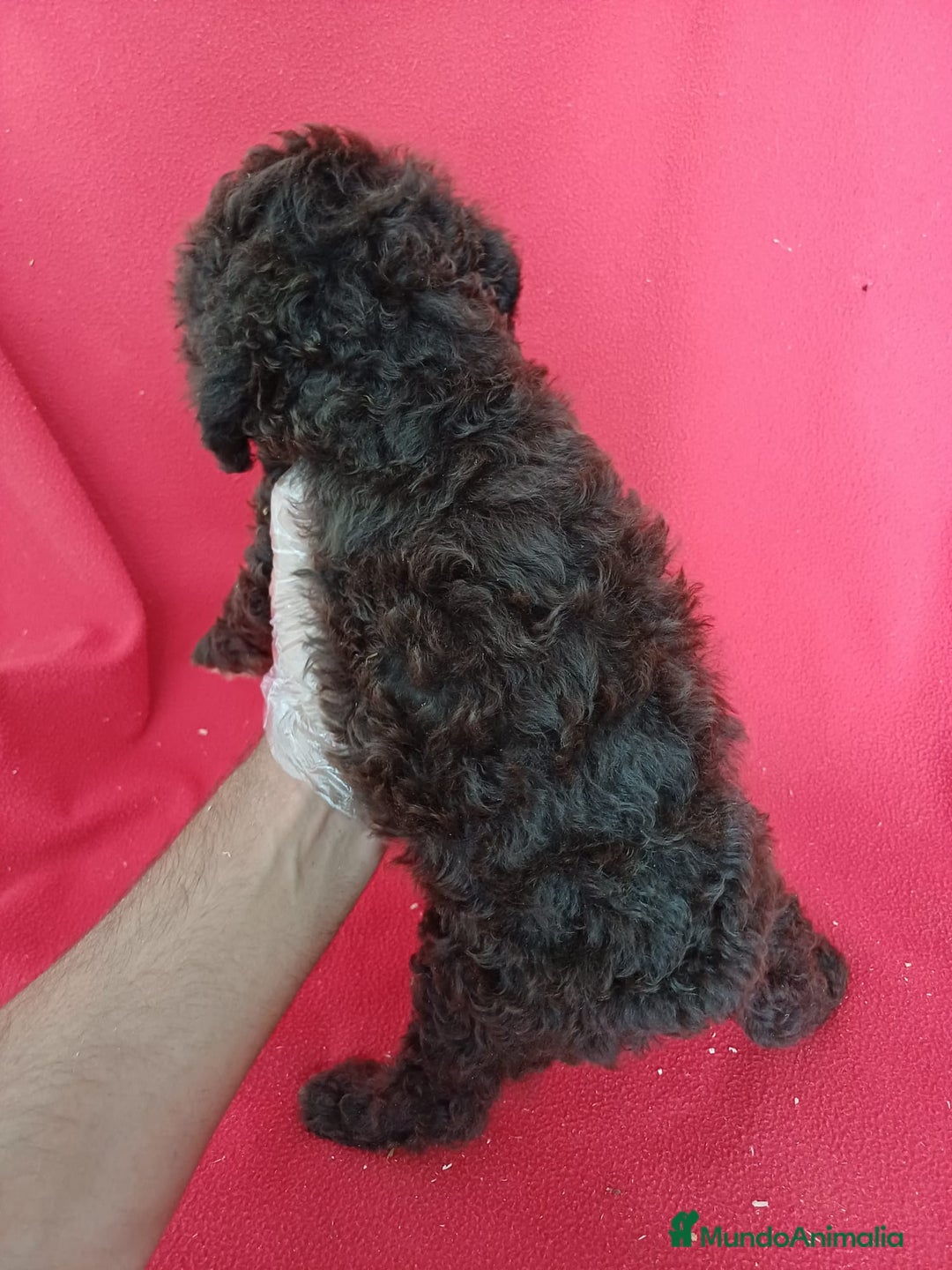 Perro de Agua Español perros en venta: Perro de Agua Español  - Imagen 2