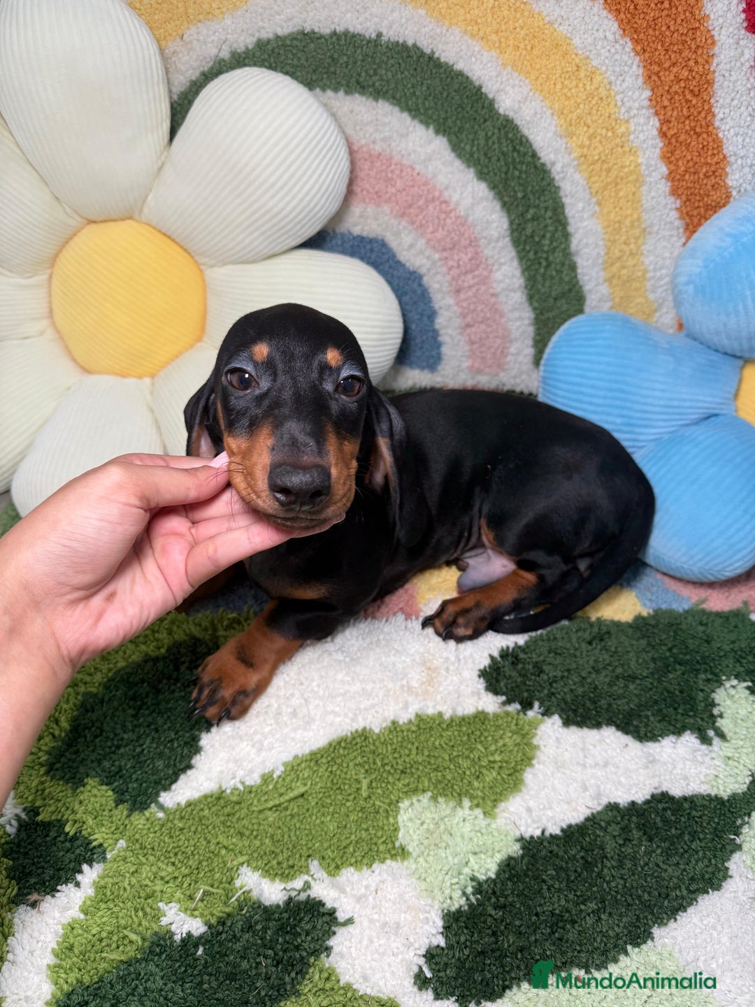 Teckel Miniatura perros en venta: Teckel Kaninchen Negro y Fuego - Imagen 2