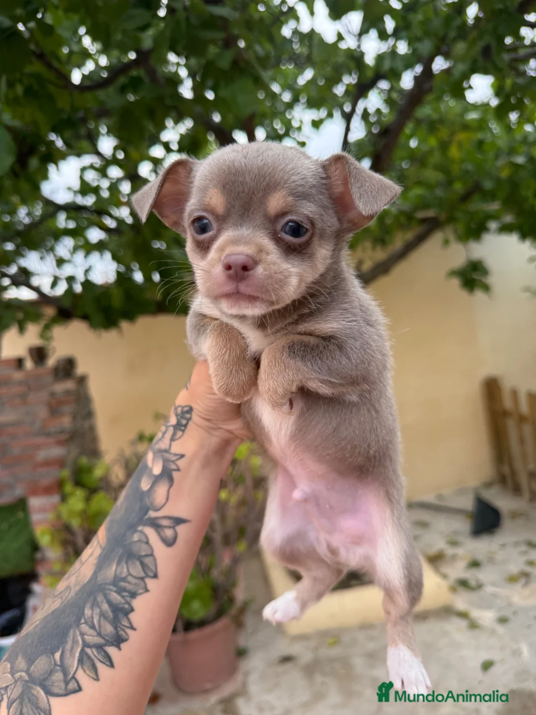 Chihuahua perros en venta: Chihuahuas machos isabelas disponibles - Anuncio 6