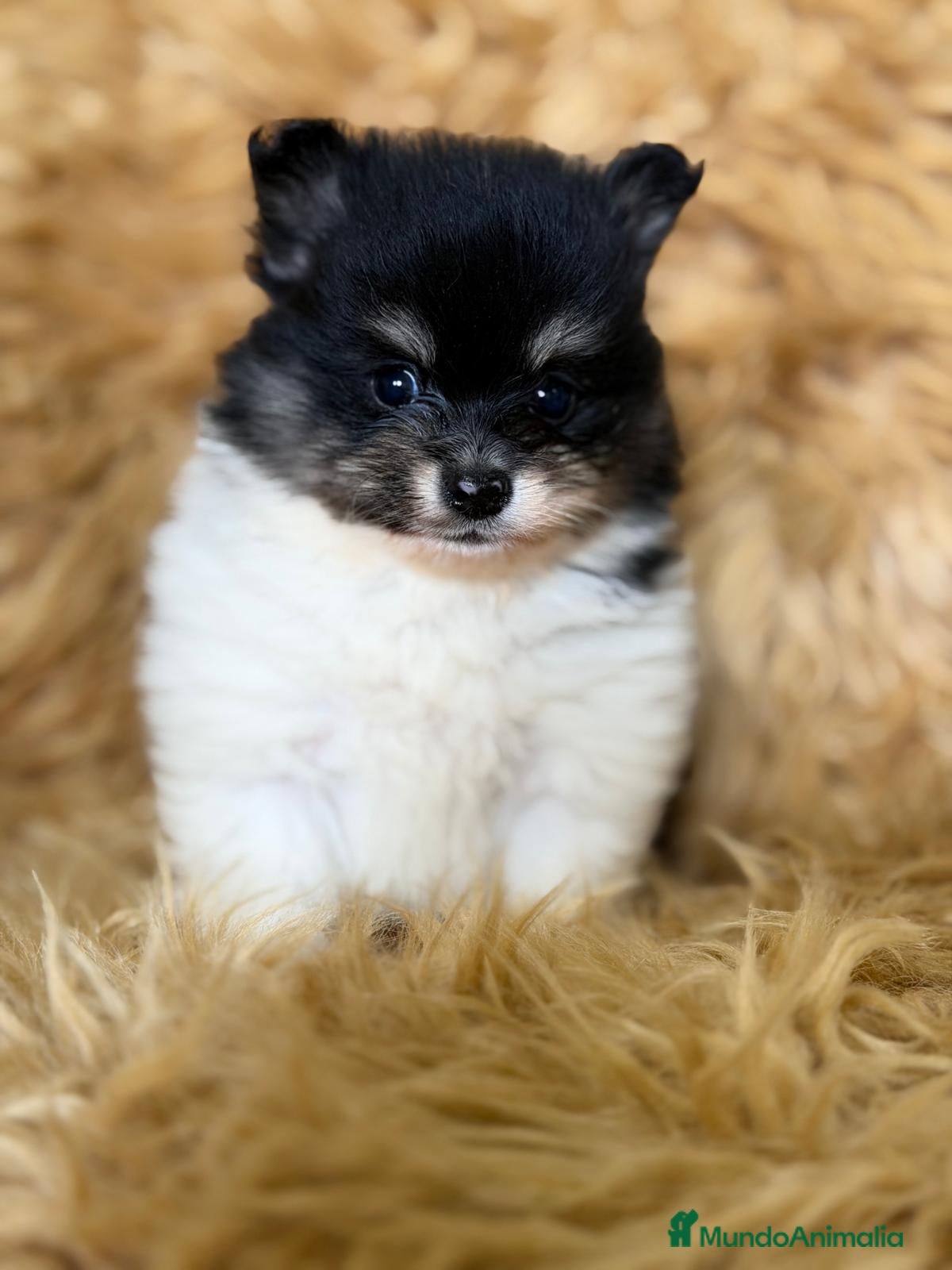 Pomerania perros POMERANIA MINITOY - Anuncio 1