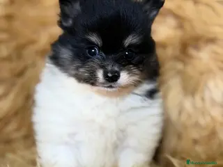 Pomerania perros POMERANIA MINITOY - Anuncio 1