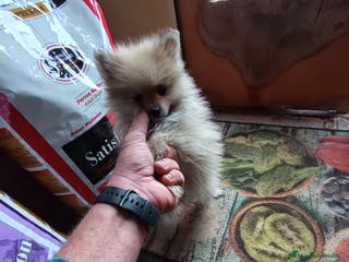 Pomerania perros Cachorro pomerania - Anuncio 11