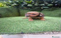 Teckel Miniatura perros en venta: teckel color jabali - Imagen 1