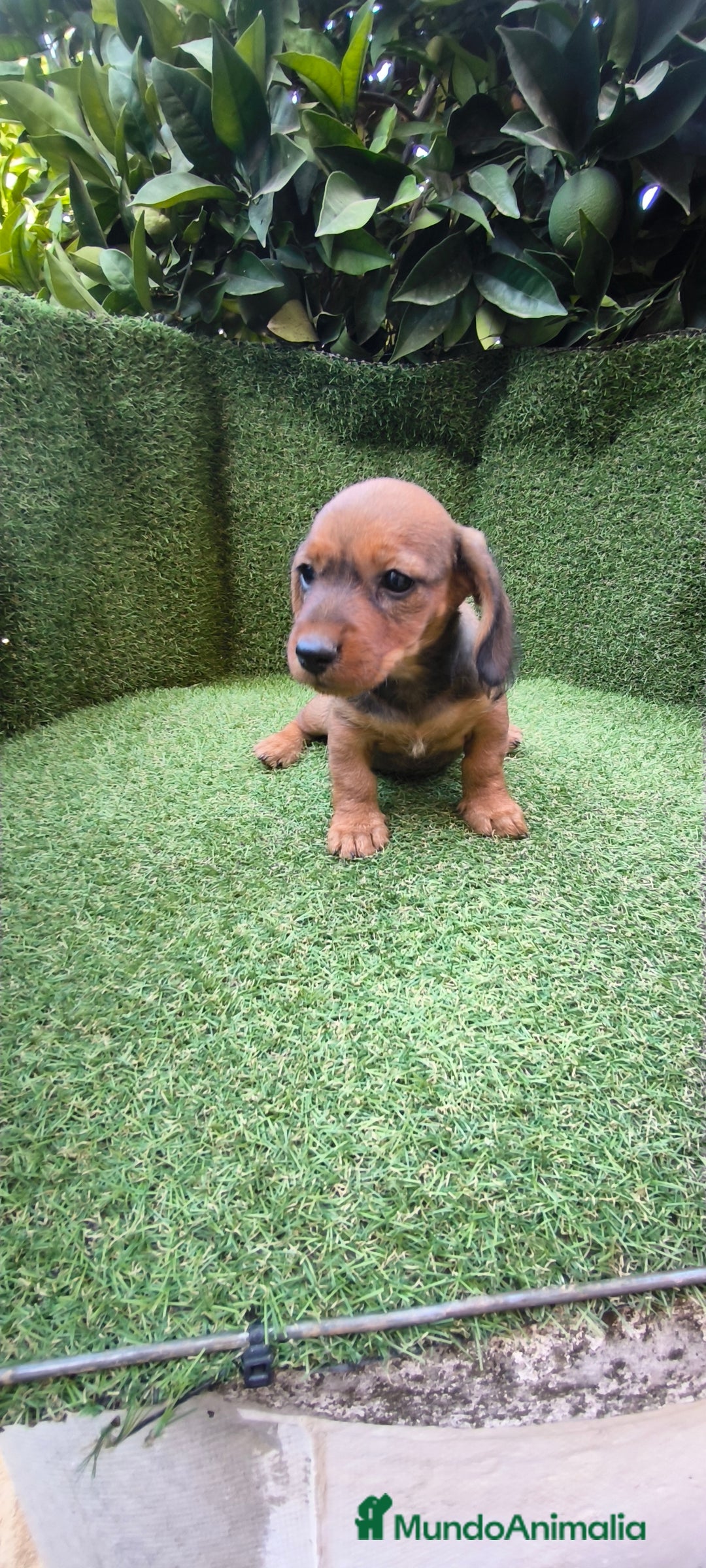 Teckel Miniatura perros en venta: teckel color jabali - Imagen 1