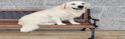 Golden Retriever perros para monta: Macho Golden para monta - Anuncio 1