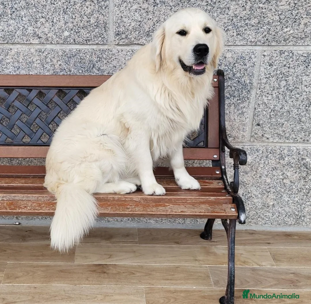 Golden Retriever perros para monta: Macho Golden para monta - Anuncio 1