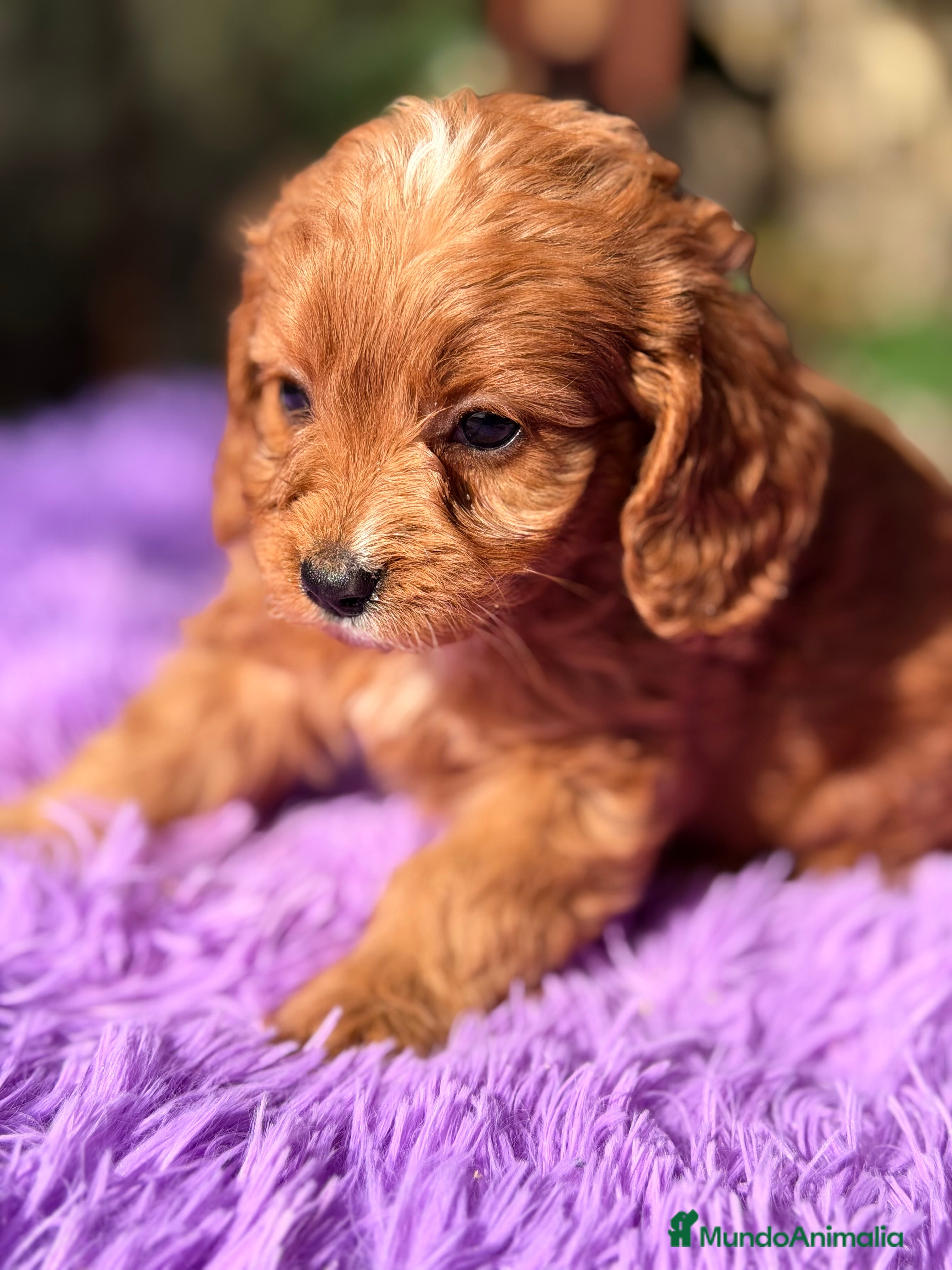 Cavapoo perros Cavapoo roja  - Anuncio 2