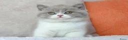 Británico de Pelo Corto gatos en venta: British Shorthair / Longhair  - Anuncio 1