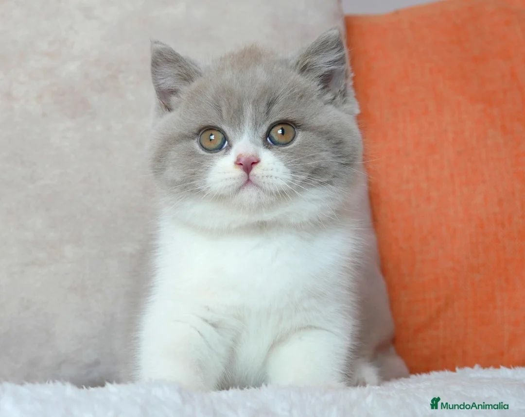 Británico de Pelo Corto gatos en venta: British Shorthair / Longhair  - Anuncio 1