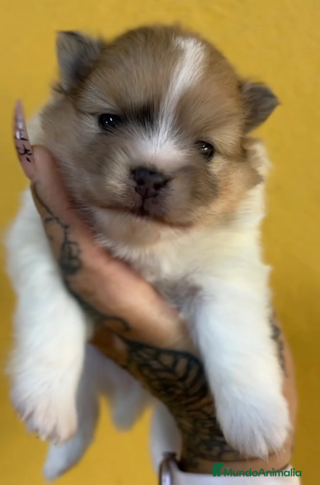 Pomerania perros en venta: Pomerania partycolor - Anuncio 1