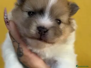 Pomerania perros Pomerania partycolor - Anuncio 5