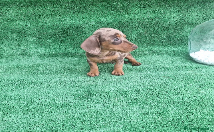 Teckel Miniatura perros - Anuncio 3