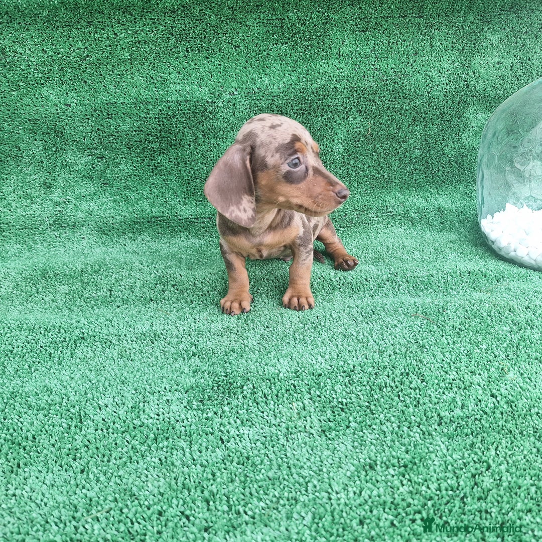 Teckel Miniatura perros en venta: TECKEL MINI ARLEQUIN - Imagen 1