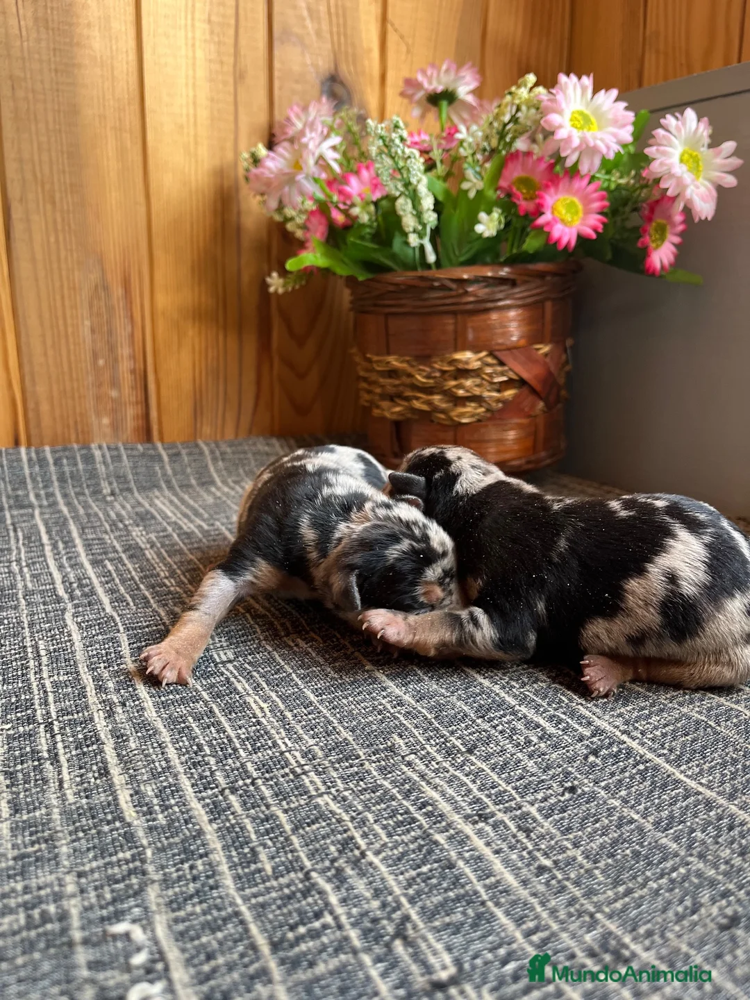Pinscher Miniatura perros en venta: Cachorros Pinsher Miniatura  - Anuncio 1