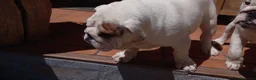 Bulldog Inglés perros en venta: Cachorro bulldog ingles  - Anuncio 13