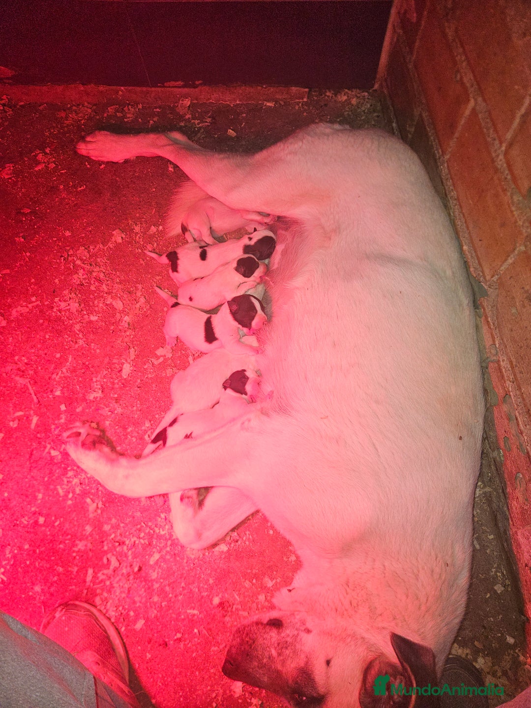 Mastín Español perros en venta: Camada de mastin español - Imagen 1