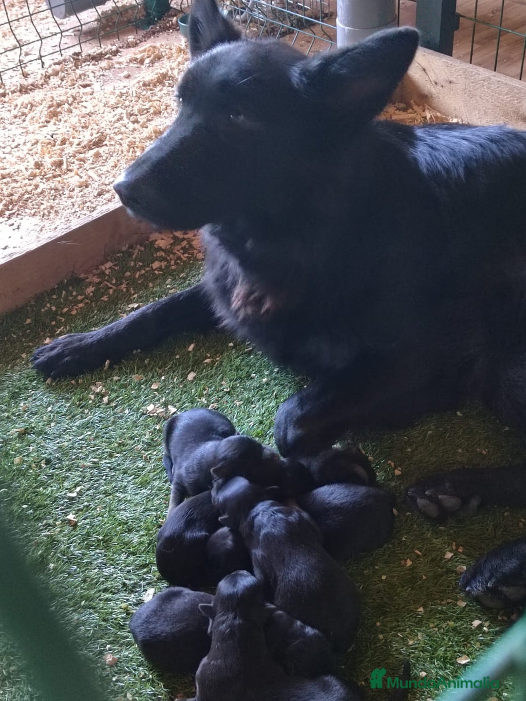 Pastor Alemán perros en venta: Último Pastor Alemán Macho - Anuncio 2