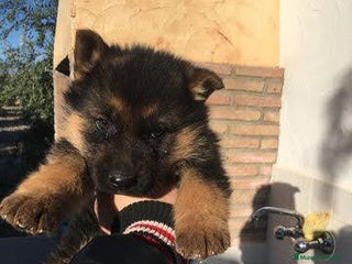 Pastor Alemán perros CACHORROS PASTOR ALEMAN en Alicante - Anuncio 4