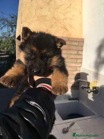 Pastor Alemán perros CACHORROS PASTOR ALEMAN en Alicante - Anuncio 3