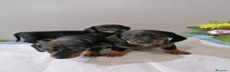 Teckel Miniatura perros en venta: Teckel mini  - Anuncio 2