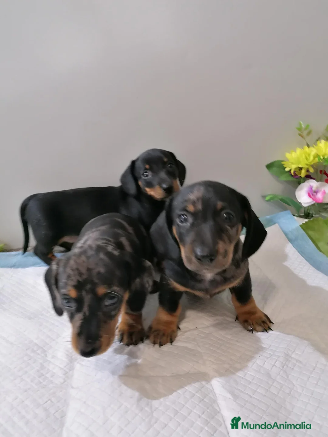 Teckel Miniatura perros en venta: Teckel mini  - Anuncio 2