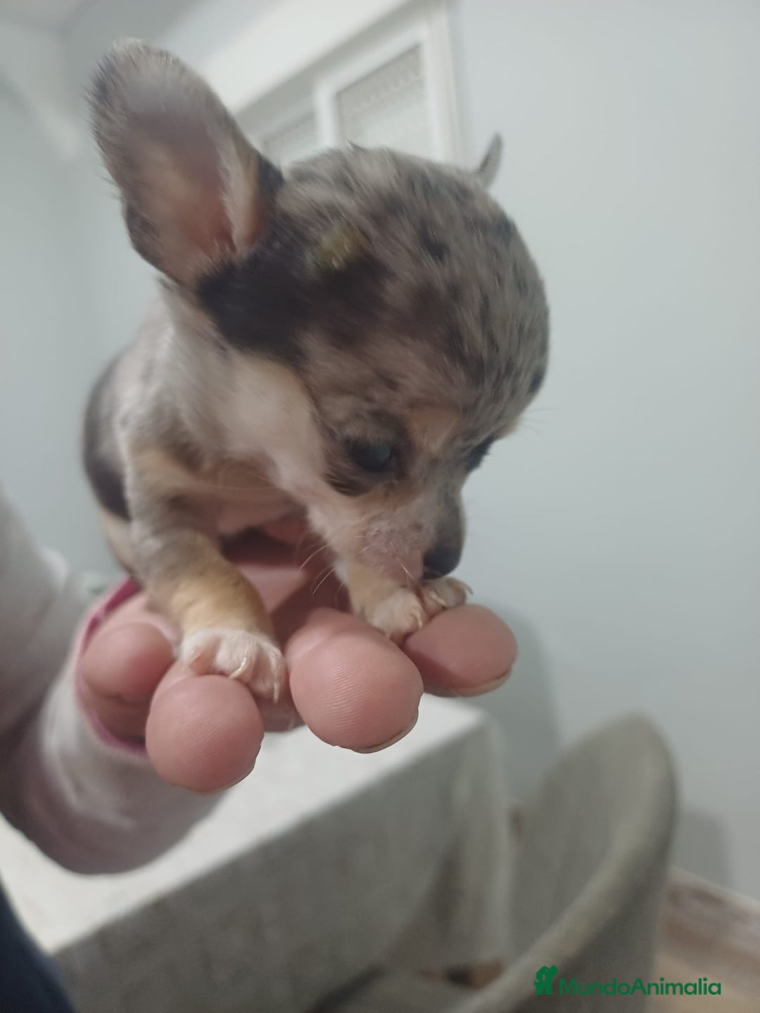 Chihuahua perros en venta: Chihuahua hembra micro Toy  - Anuncio 1