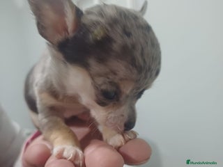 Chihuahua perros Chihuahua hembra micro Toy - Anuncio 1