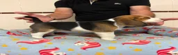 Beagle perros en venta: Cachorros beagle tricolor - Anuncio 11
