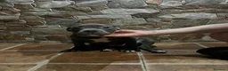American Bully perros en venta: CACHORROS AMERICAN BULLY - Anuncio 6