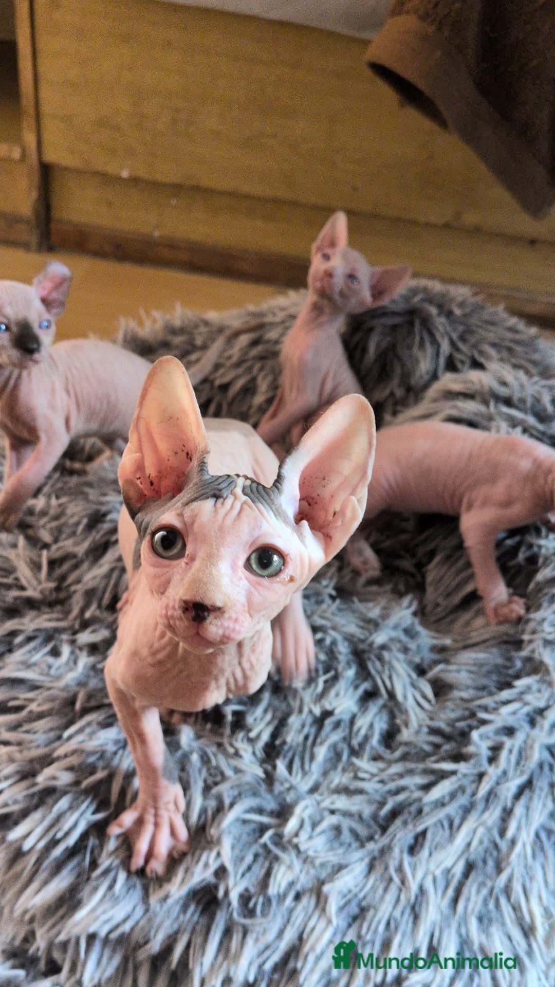 Sphynx gatos en venta: GATITOS SPHYNX HEMBRA ELFA - Imagen 4