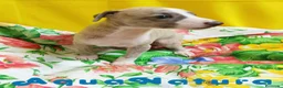 Pequeño Lebrel Italiano perros en venta: Lebrel Italiano Macho 4291 AQUANATURA - Anuncio 6