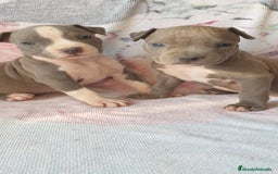 American Staffordshire-Terrier perros en venta: American Stanford  - Imagen 1
