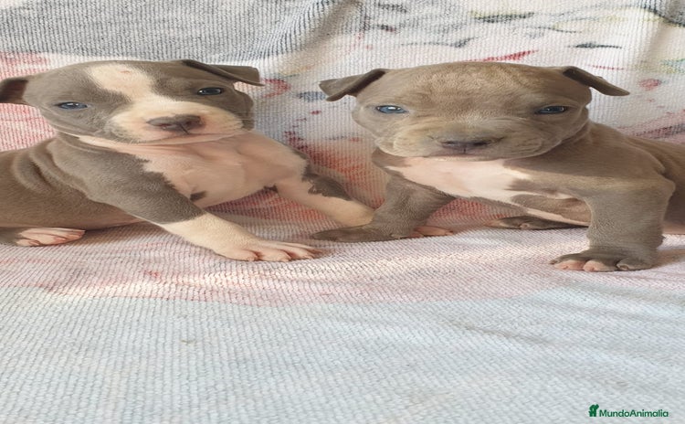 American Staffordshire-Terrier perros - Anuncio 1