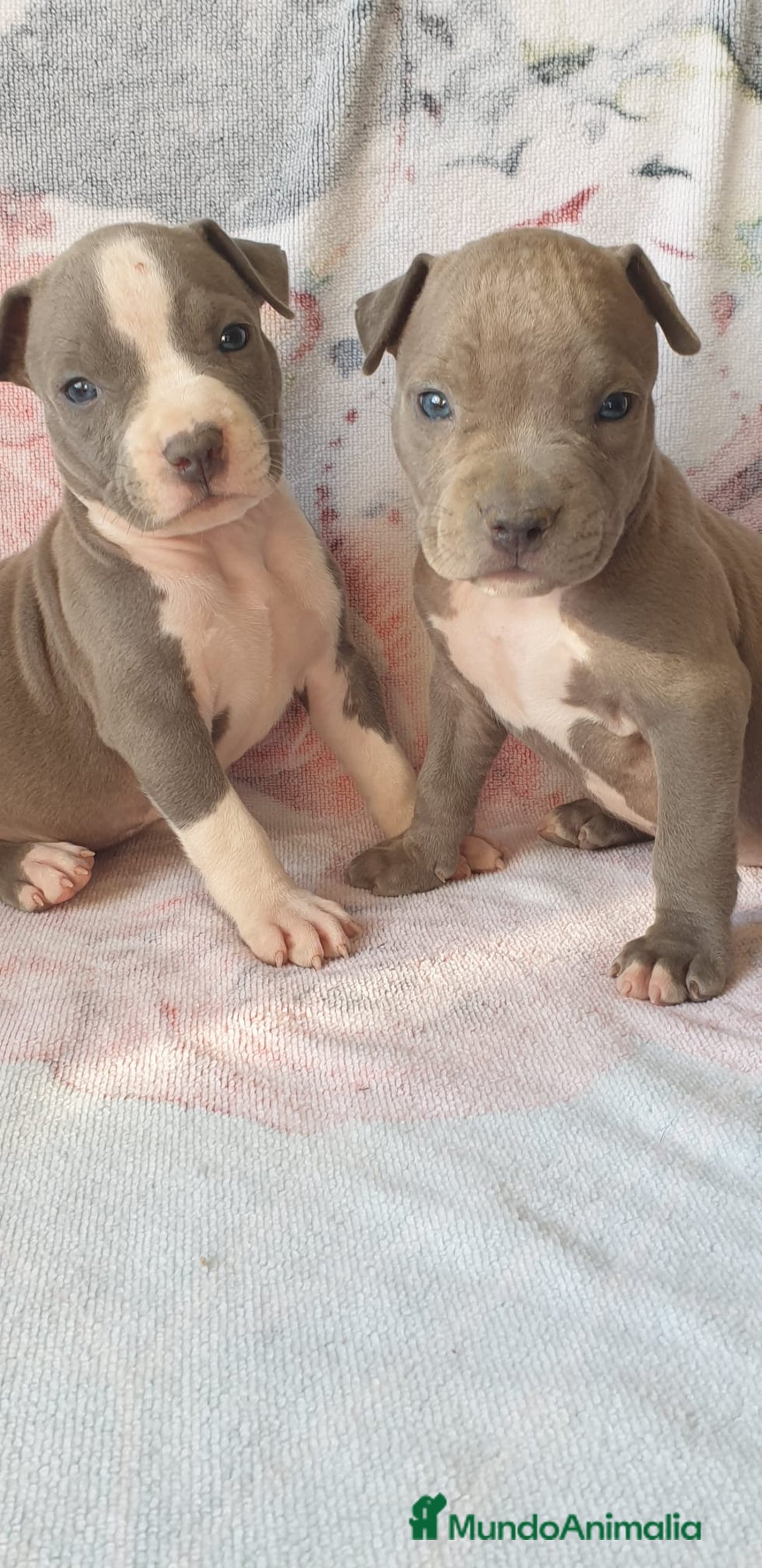 American Staffordshire-Terrier perros en venta: American Stanford  - Imagen 1