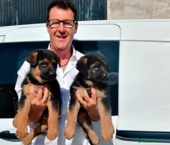 Pastor Alemán perros Cachorros Pastor Alemán - Anuncio 1
