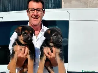 Pastor Alemán perros Cachorros Pastor Alemán - Anuncio 1