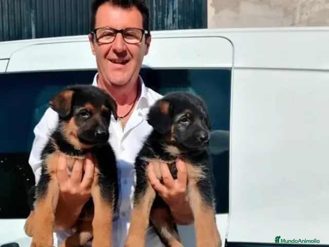 Pastor Alemán perros Cachorros Pastor Alemán - Anuncio 1