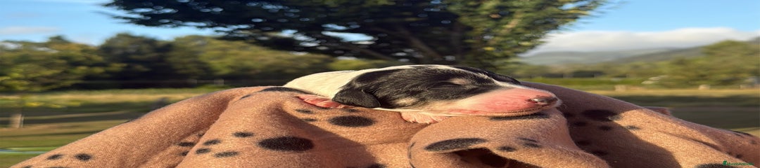 Saluki Cachorro 3